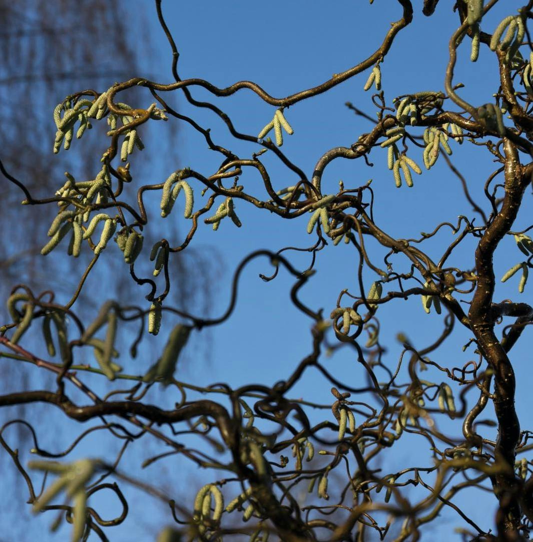 Dyrk troldhassel-træer i haven.