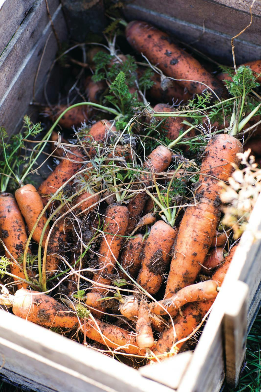 Nyhøstede gulerødder