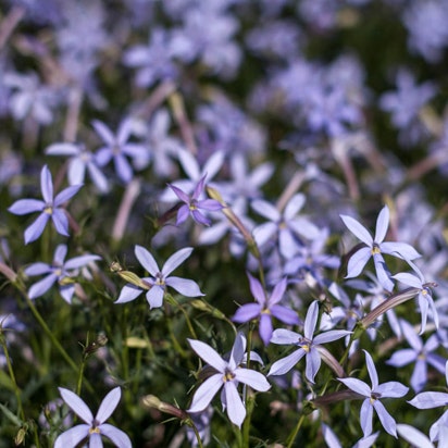 Isotoma axillaris (Laurentia), Blå isotoma, får lilla, stjerneformede blomster.