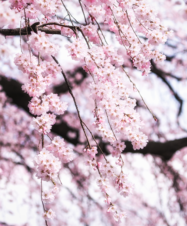 Japansk kirsebærtræ - sakura i blomst