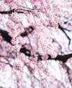 Japansk kirsebærtræ, prunus serrulata