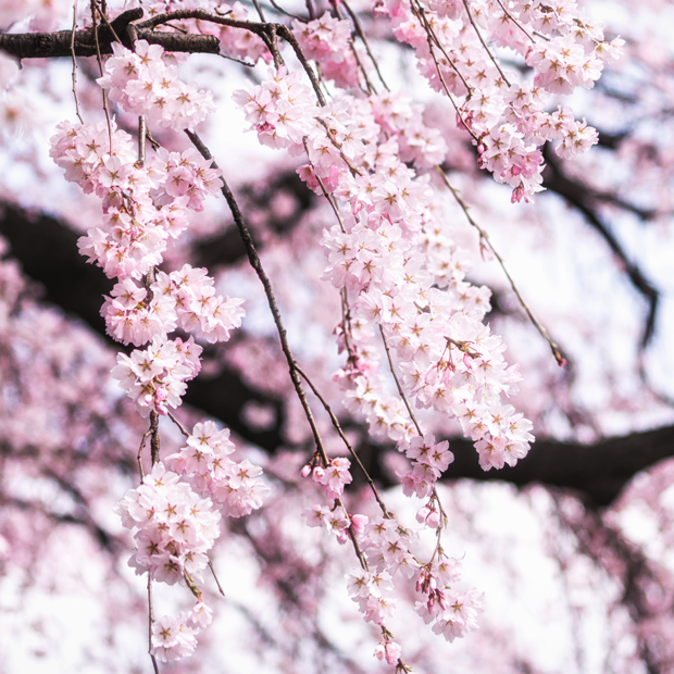 Japansk kirsebærtræ - sakura i blomst