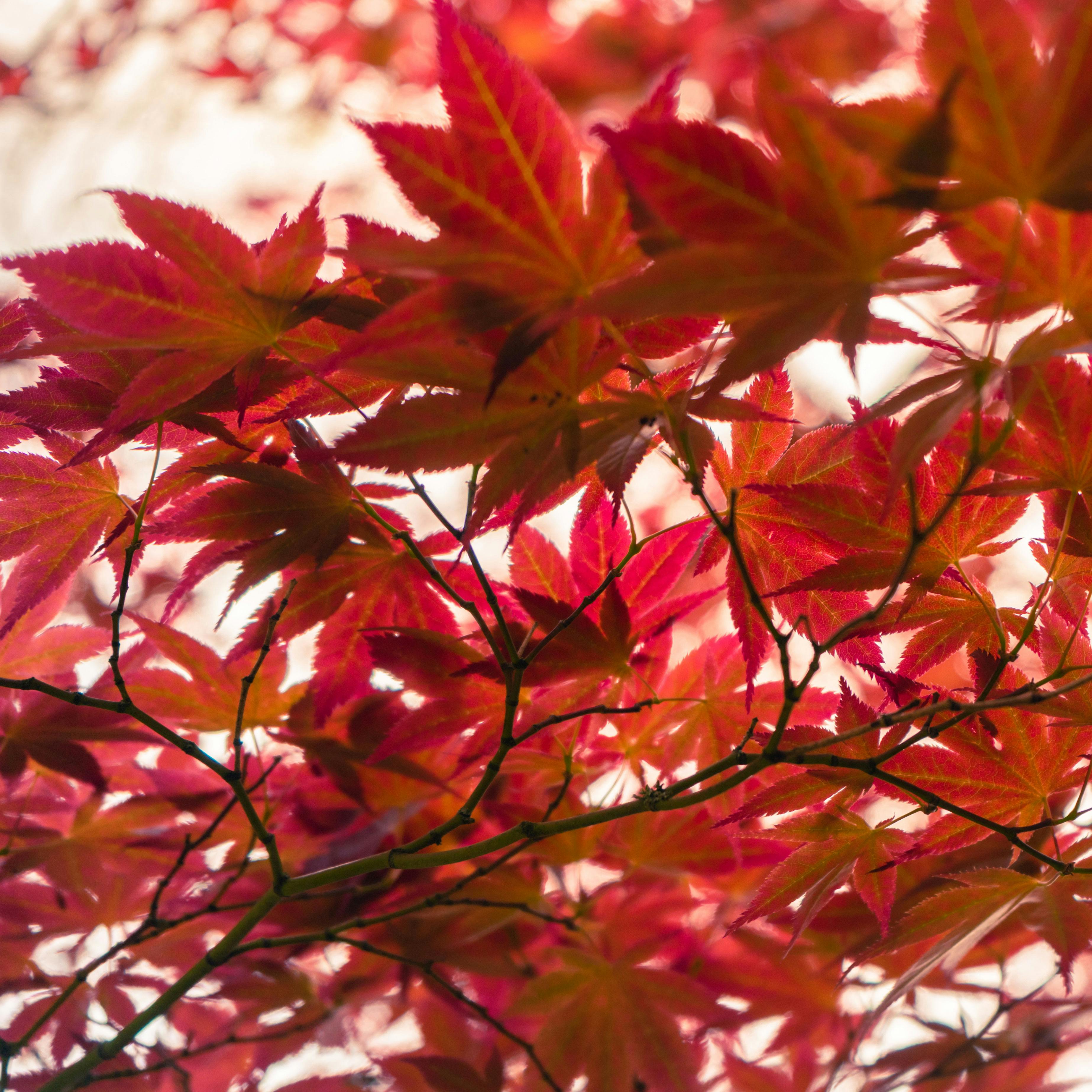 Japansk løn/japansk ahorn