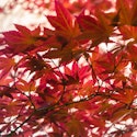 Japansk løn med røde blade