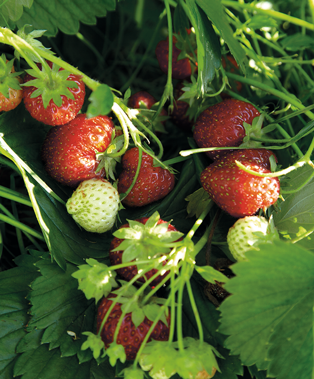10 skønne jordbærsorter
