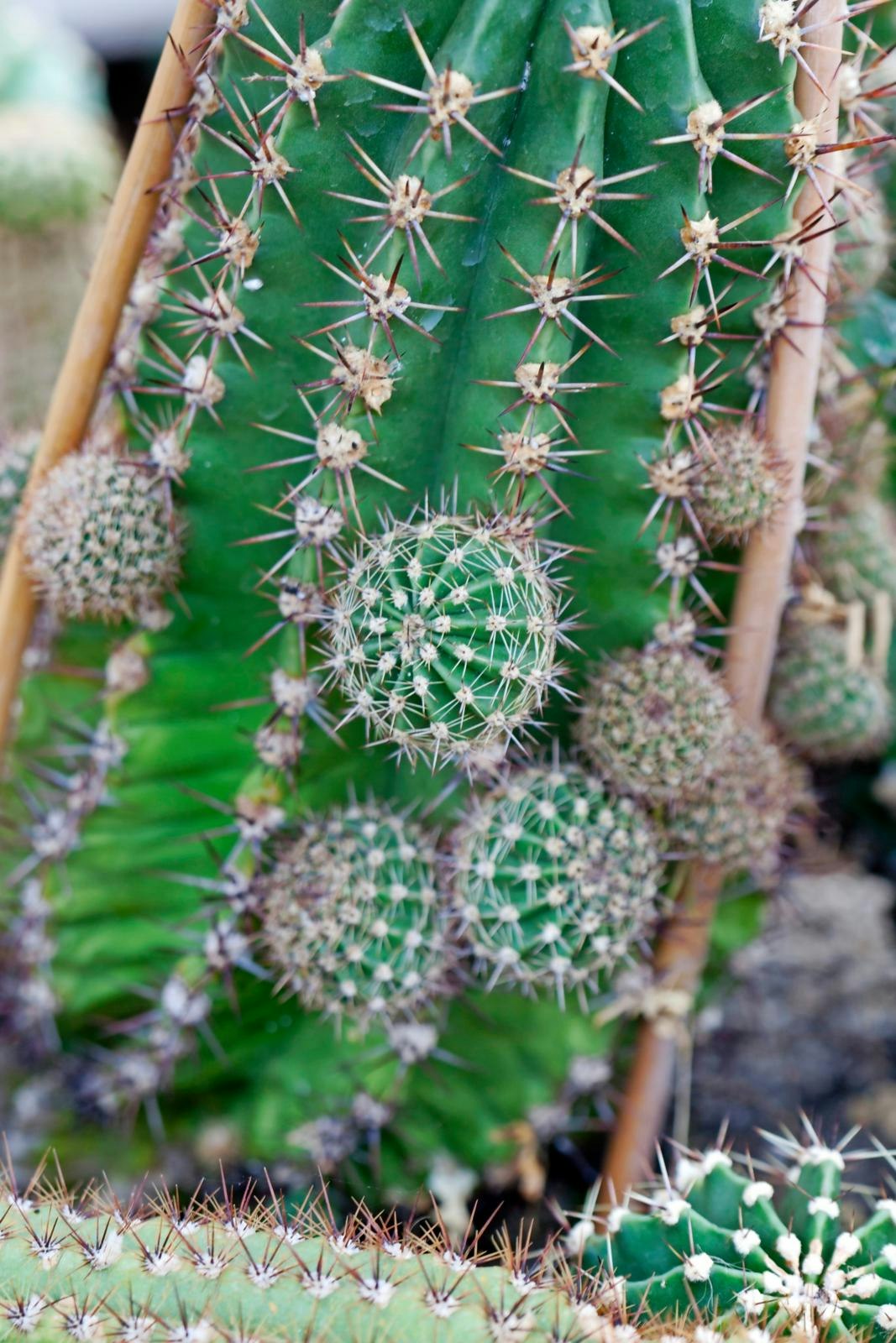 Guide til kaktus