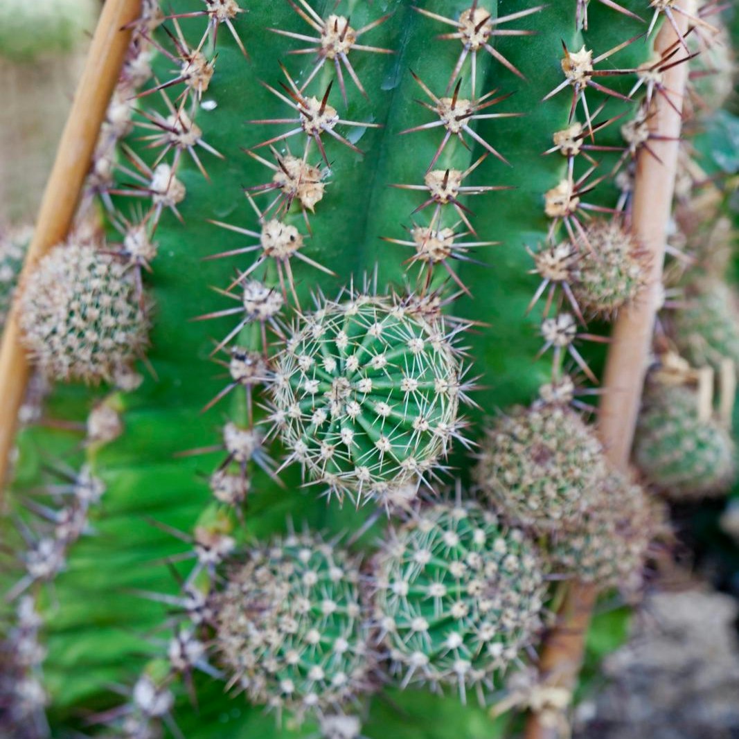 Guide til kaktus