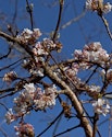 Viburnum bodnantense, Kejserbusk - smuk vinterblomstrende busk