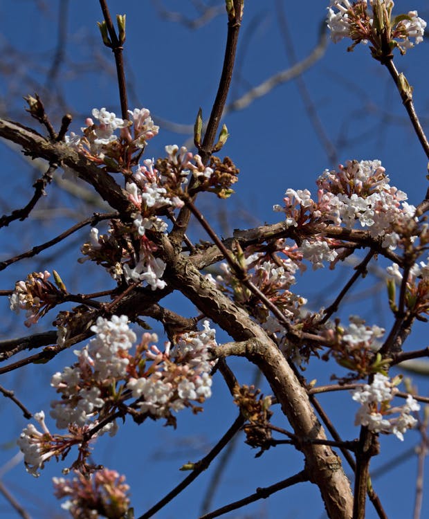 Viburnum bodnantense, Kejserbusk - smuk vinterblomstrende busk
