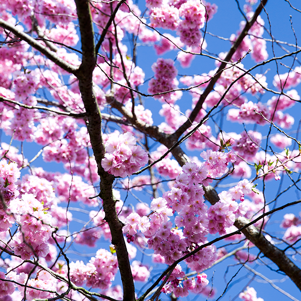 Kirsebærtræer i blomst
