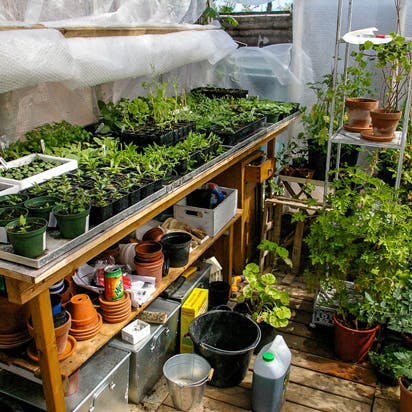 Vil du have blomsterbede med mange forskellige planter, kan du trygt lade dig inspirere af de frø, jeg har købt og taget fra eksisterende planter.