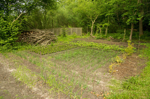 Der er gang i køkkenhaven, men vi har i år begrænset os, så vi kun har de afgrøder, vi kan nå at spise.