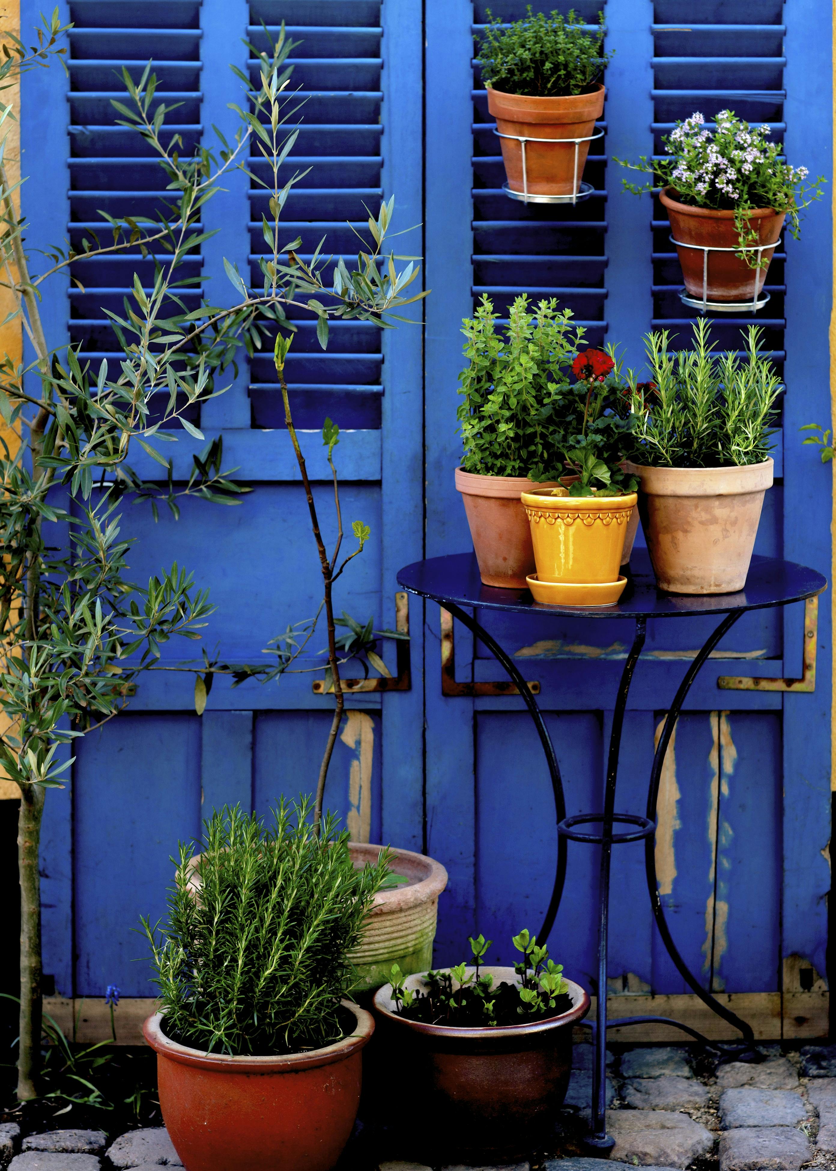 Krydderurter i potter