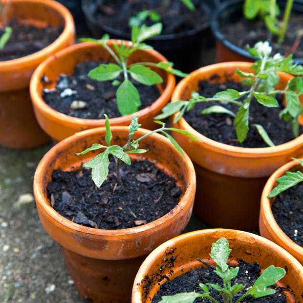 Krukker og tidligt forår i drivhuset!
