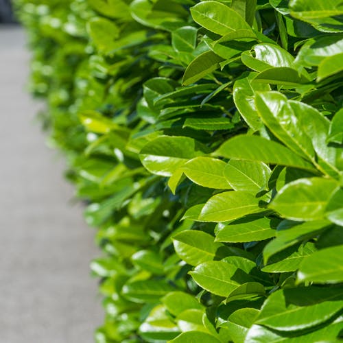 Laurbærkirsebær som hæk i haven