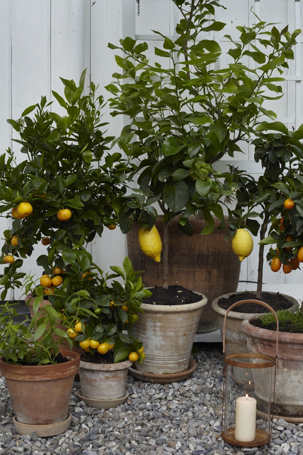 Lav dine egne citrusplanter ISABELLAS