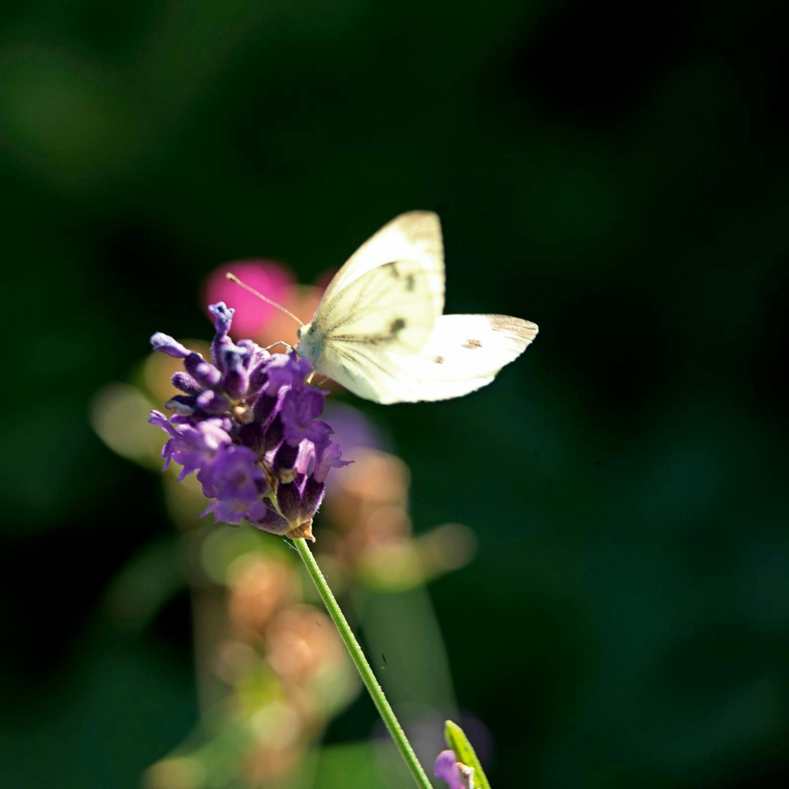Få større biodiversitet i haven. Sommerfugl på lavendel.