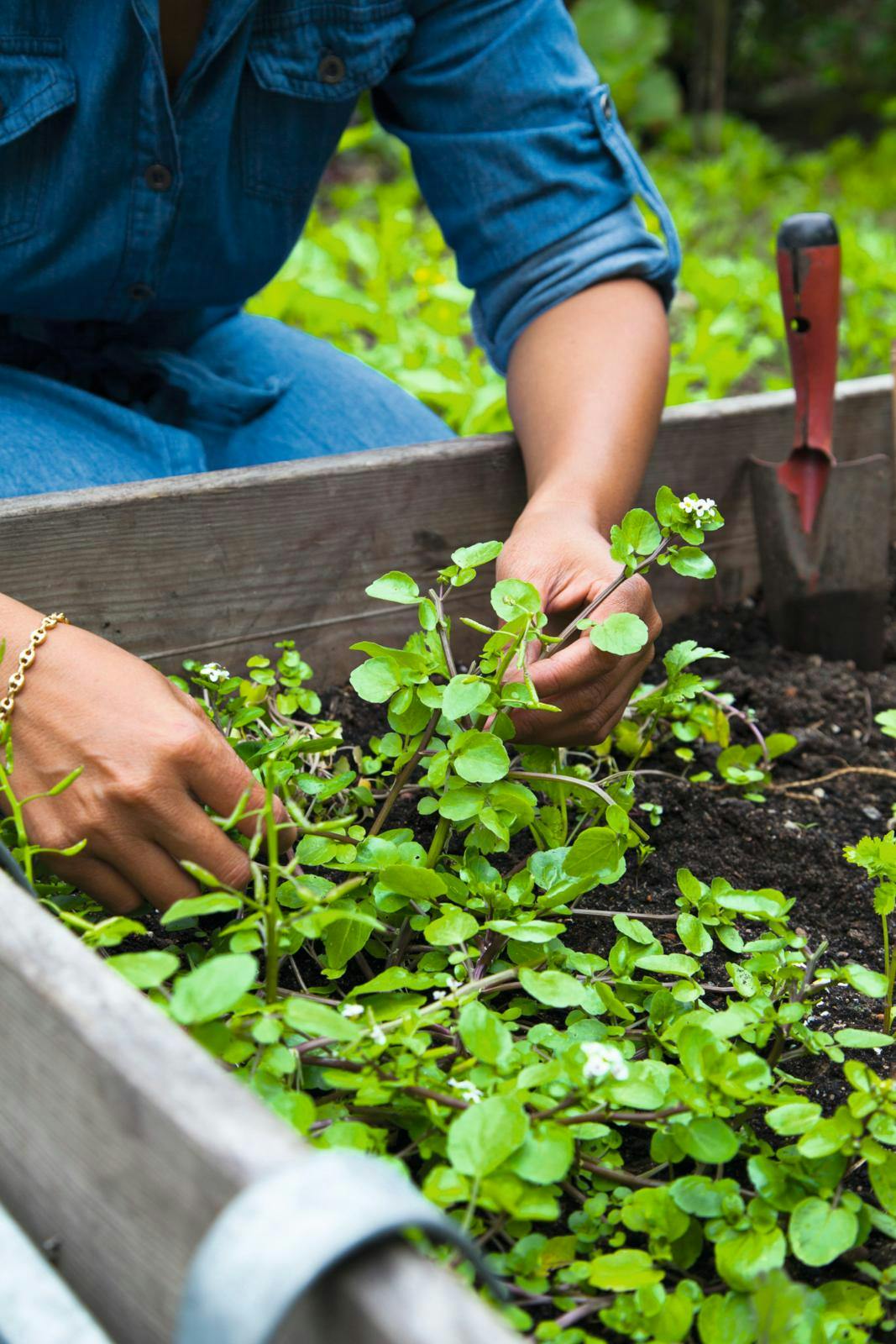 Masser af brøndkarse i køkkenhaven