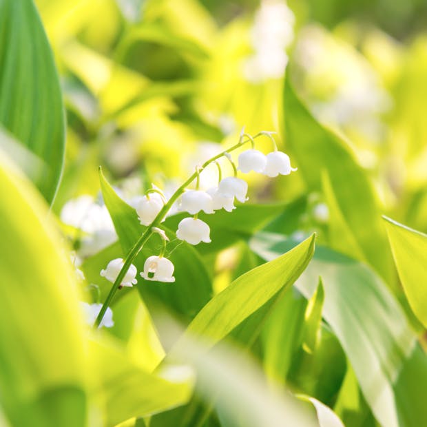 Smuk og giftig liljekonval