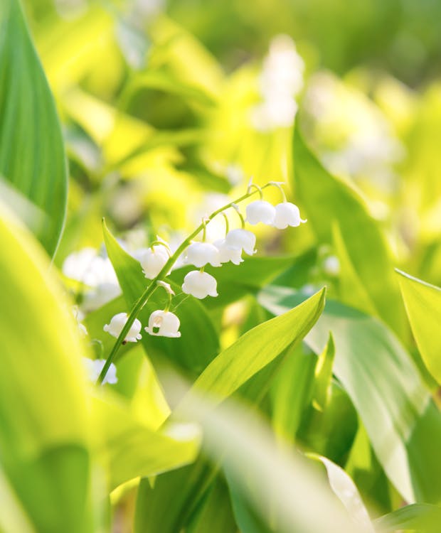 Smuk og giftig liljekonval