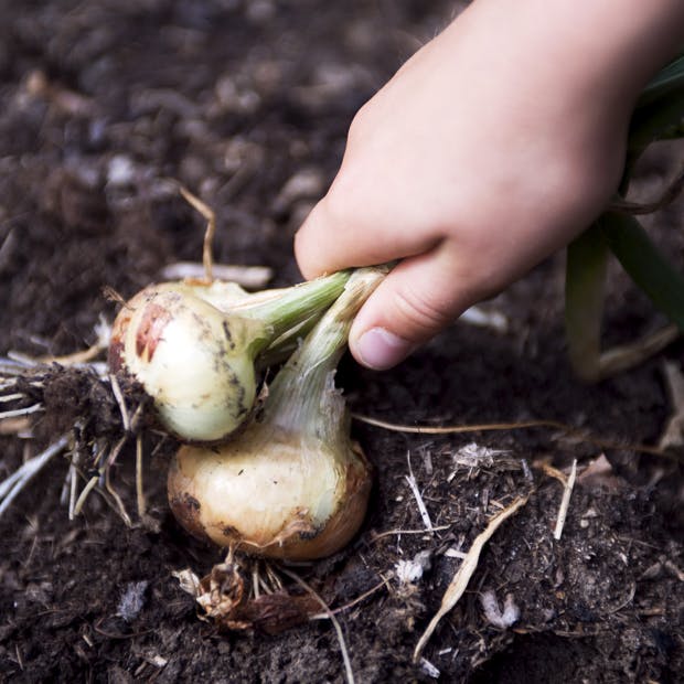 Plant løg i køkkenhaven