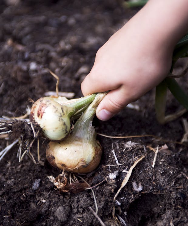 Plant løg i køkkenhaven