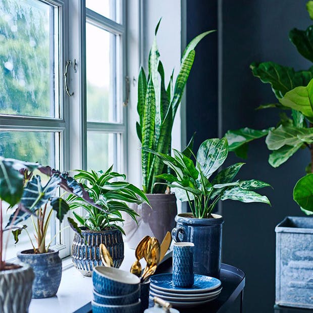 https://imgix.isabellas.dk/media/article/luftrensende_planter.jpg
