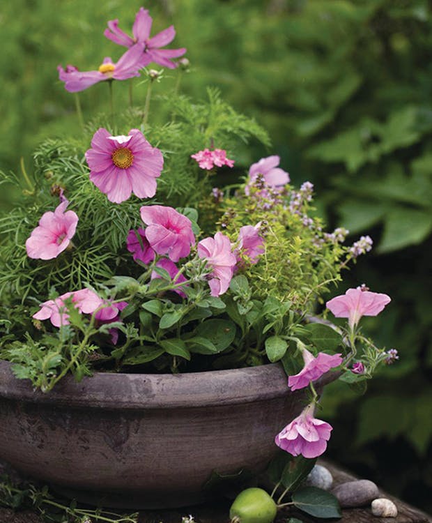 Lyserøde blomster i krukke
