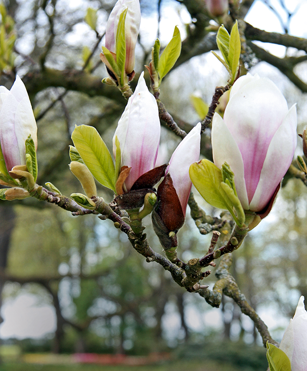 Guide: dyrker du magnolia i ISABELLAS