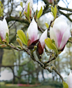 Magnolia: Stor guide til dyrkning