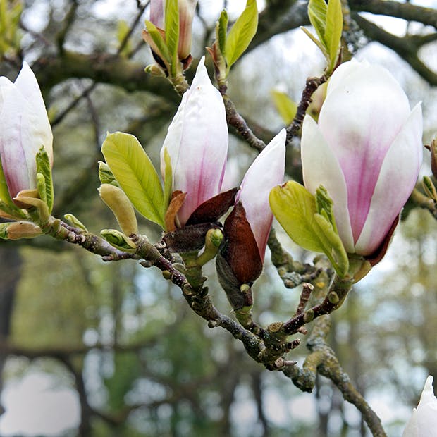 Magnolia: Stor guide til dyrkning