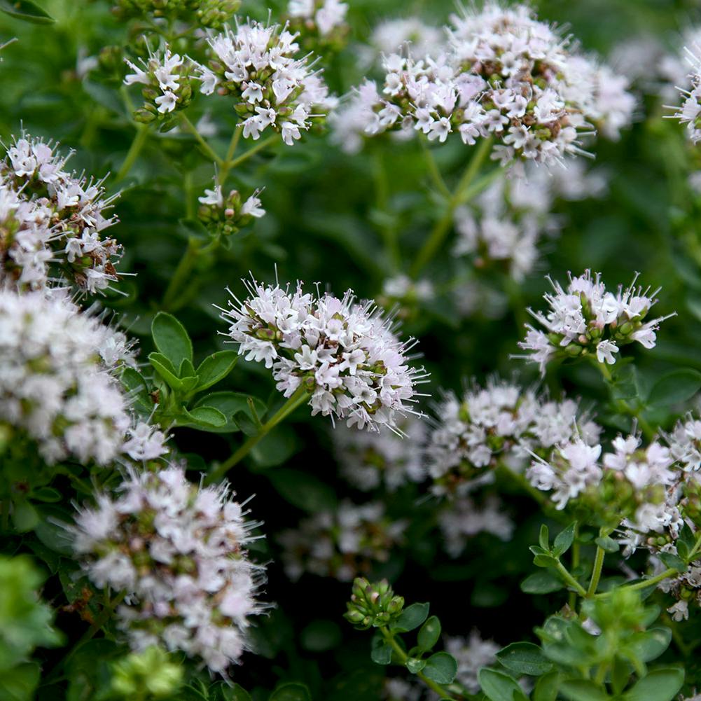 Merian origanum majorana i blomst