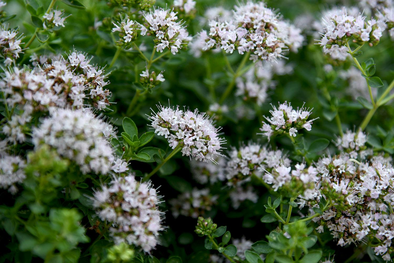Merian origanum majorana i blomst