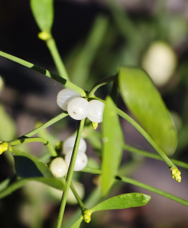 Mistelten med hvide bær