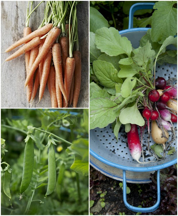 Nemme afgrøder at dyrke i køkkenhaven