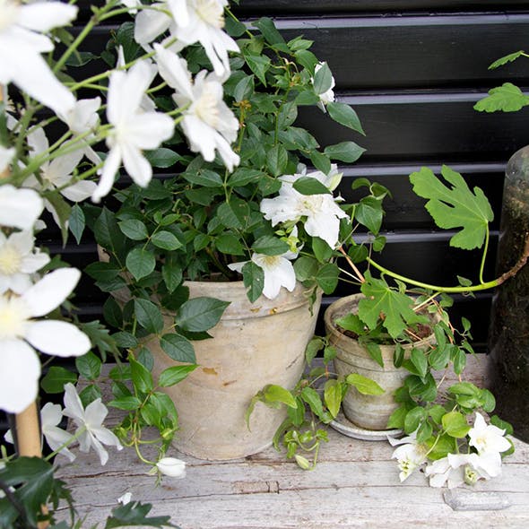 Nemme blomster til sommerhuset