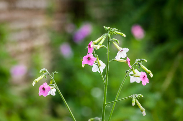 Nicotiana mutabilis, Tobaksblomst, er en smuk sommerblomst, som får sarte, lette blomster.