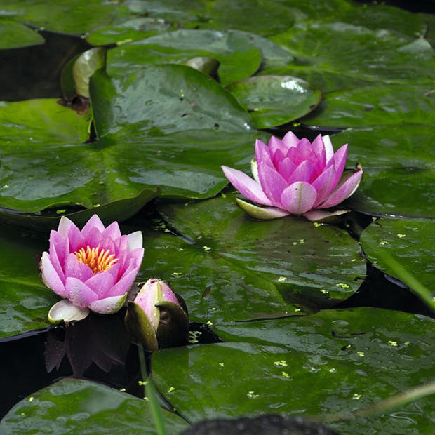 Nøkkeroser - dyrk nyttige åkander