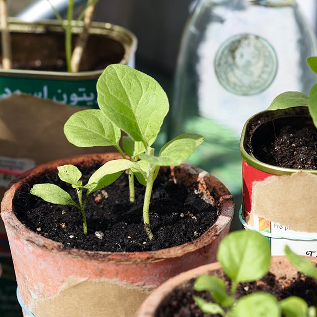 Økologiske frønyheder