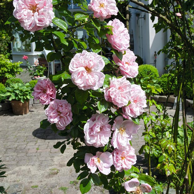 Klatreplanter - opbinding og støtte