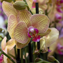 En smuk orkidé