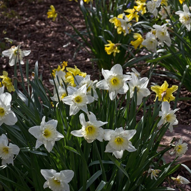 Påskeliljer og andre narcisser
