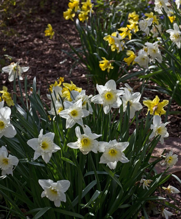 Påskeliljer og andre narcisser