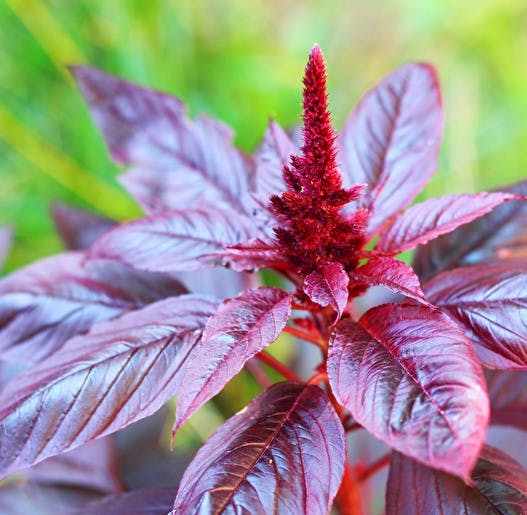 Dyrk amarant i haven