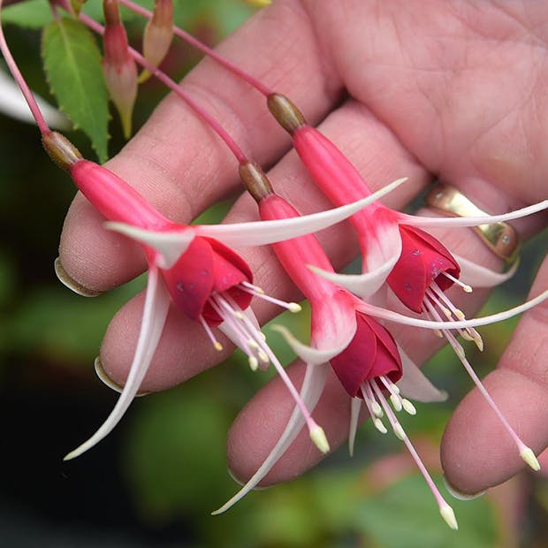 https://imgix.isabellas.dk/media/article/pasning_af_fuchsia_0.png