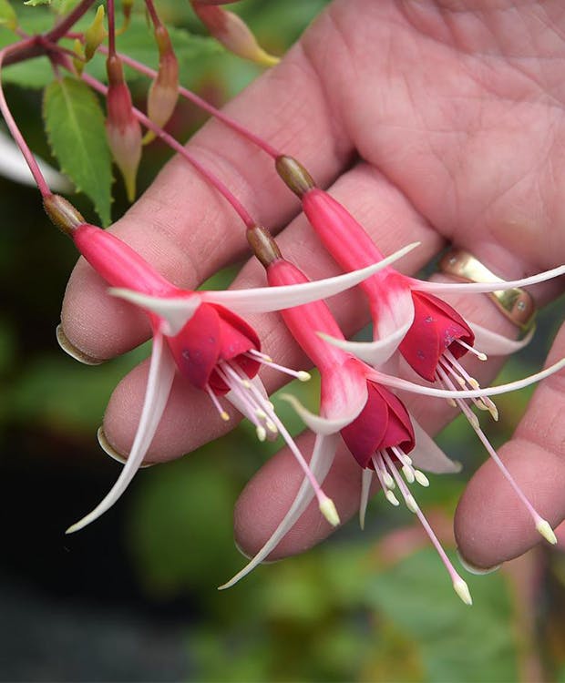 Fuchsia i blomst