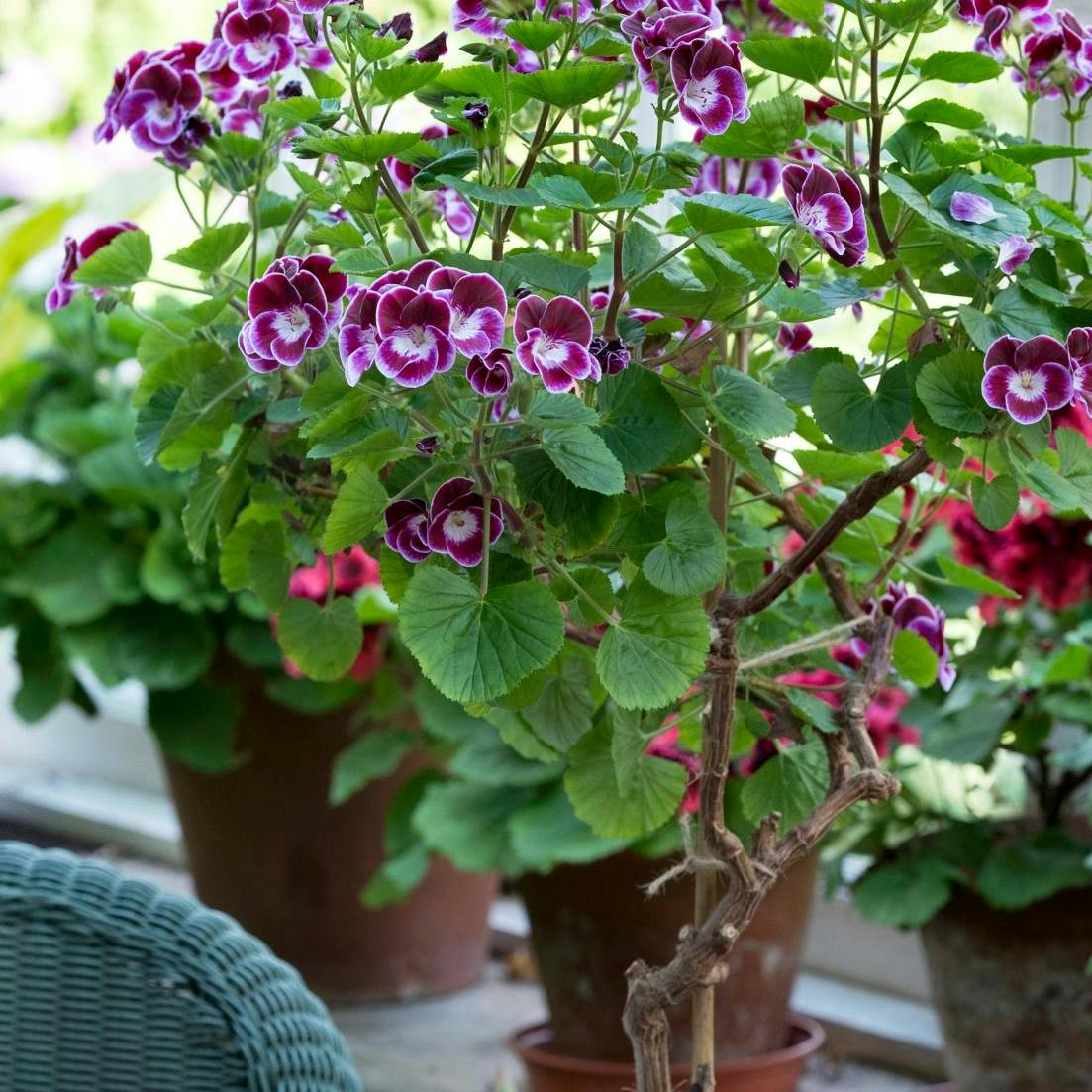 Guide til pelargonier.