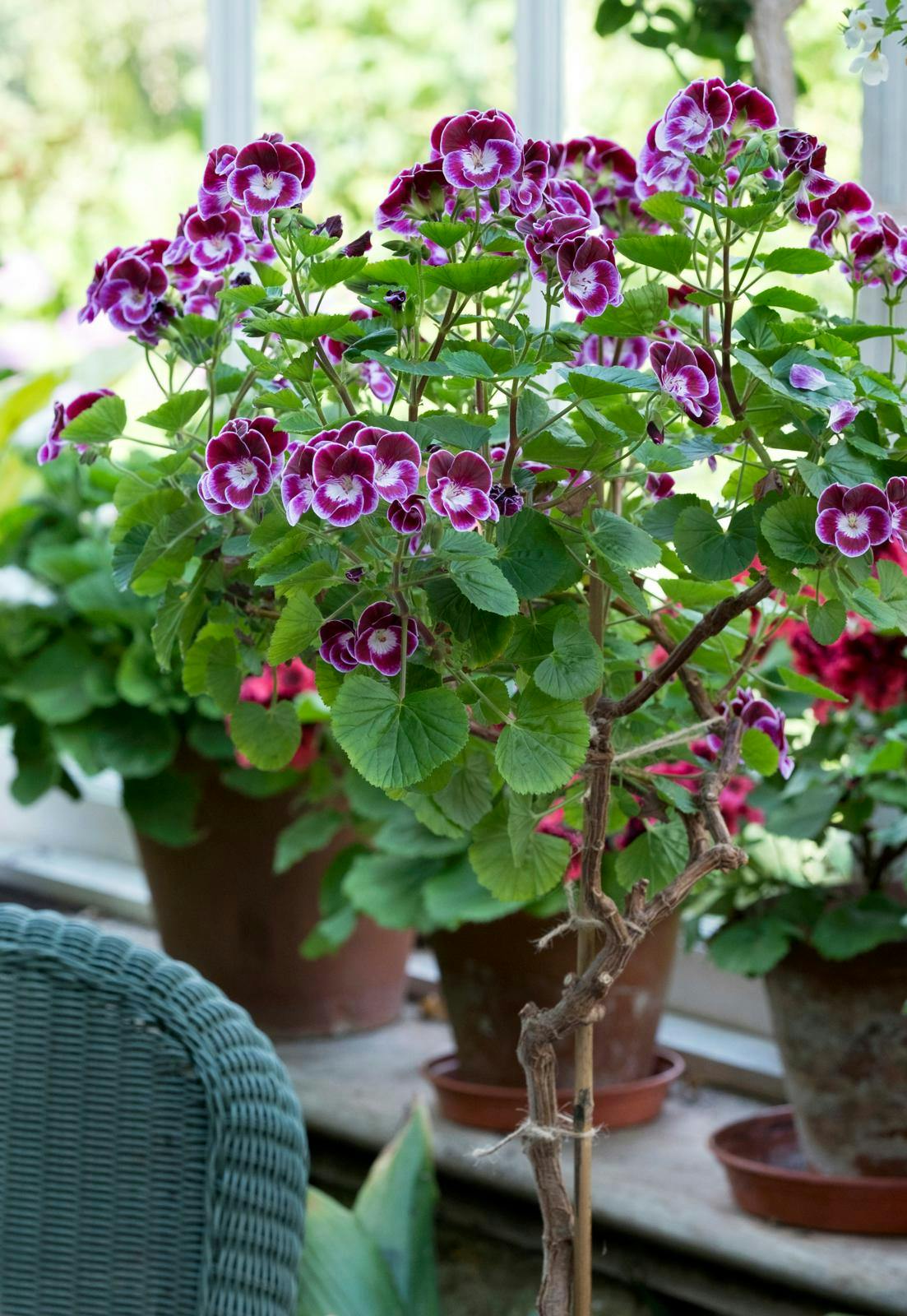 Pelargonier