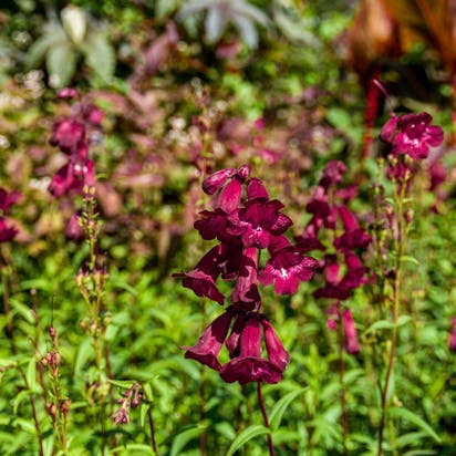 Penstemon, Rørblomst, får klokkeformede blomster.