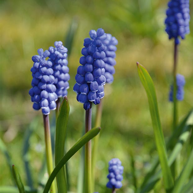Muscari botryoides - Perlehyacinth